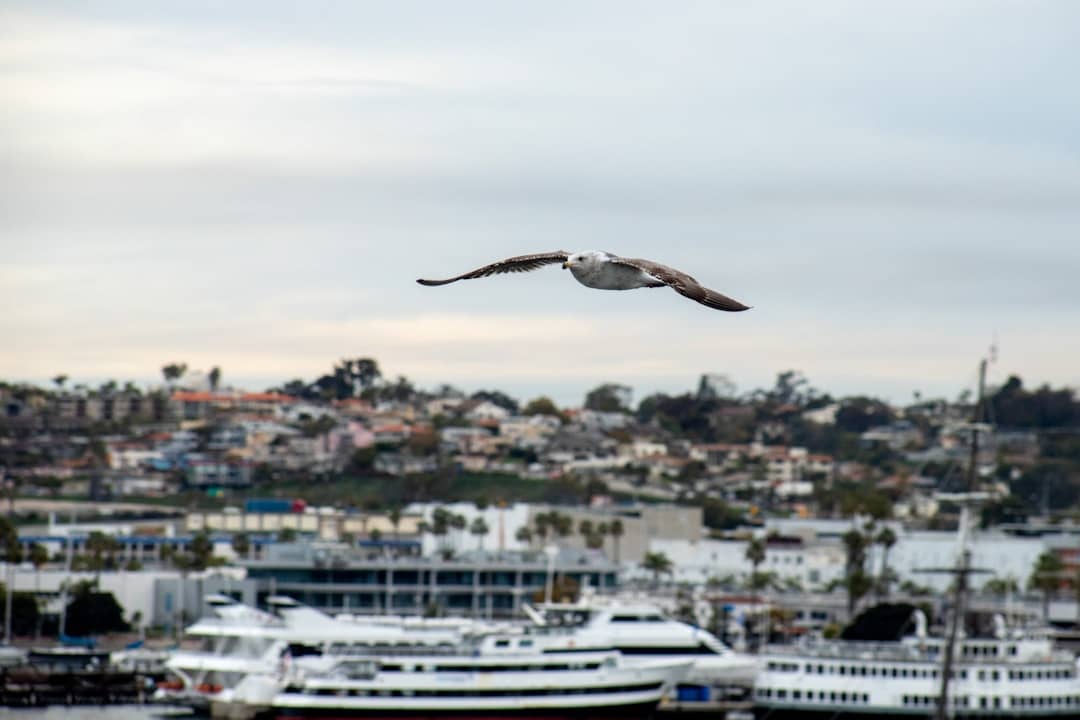 découvrez bird boat, une expérience unique alliant la liberté des oiseaux et l'aventure en bateau pour des moments inoubliables sur l'eau.