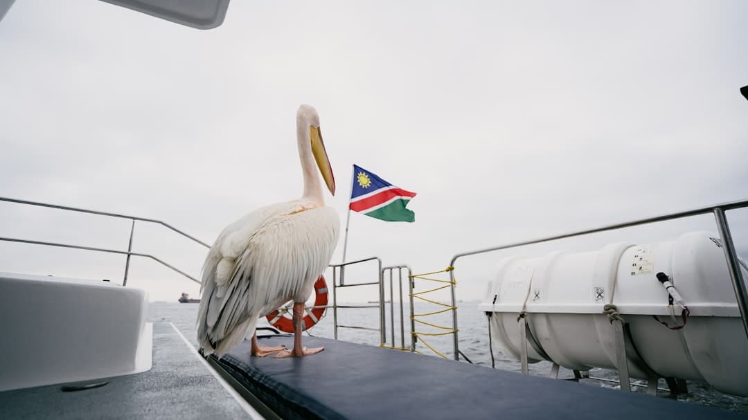 découvrez bird boat, une expérience unique où la nature rencontre l'aventure sur l'eau. embarquez pour une balade paisible entourée d'oiseaux et de paysages magnifiques.