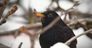 découvrez le monde fascinant du blackbird, un oiseau emblématique connu pour son chant mélodieux et son plumage élégant. plongez dans ses habitudes, son habitat et son rôle dans l'écosystème, tout en célébrant la beauté de la nature.