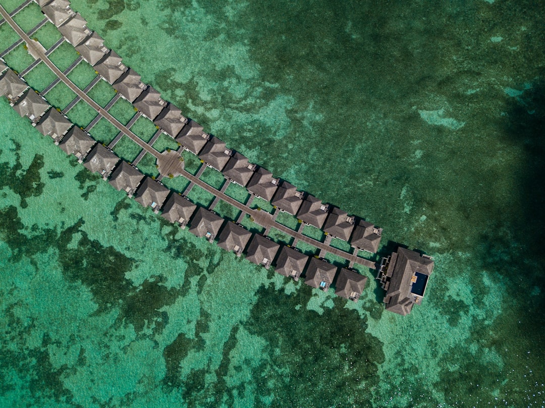 découvrez les caractéristiques fascinantes du corail train, un organisme marin aux couleurs éclatantes et à la structure unique, qui joue un rôle essentiel dans l'écosystème marin. explorez ses habitats, sa biologie et son importance pour la biodiversité.