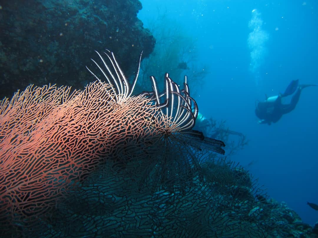 découvrez les caractéristiques fascinantes des coraux, ces animaux marins essentiels à l'écosystème océanique. explorez leur diversité, leur mode de vie, et leur rôle dans la formation des récifs coralliens.