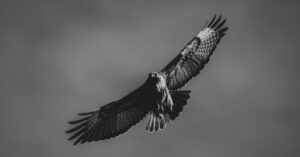 découvrez falcon, une solution innovante et performante adaptée à tous vos besoins. profitez d'une expérience unique alliant simplicité, rapidité et efficacité. en savoir plus dès maintenant !
