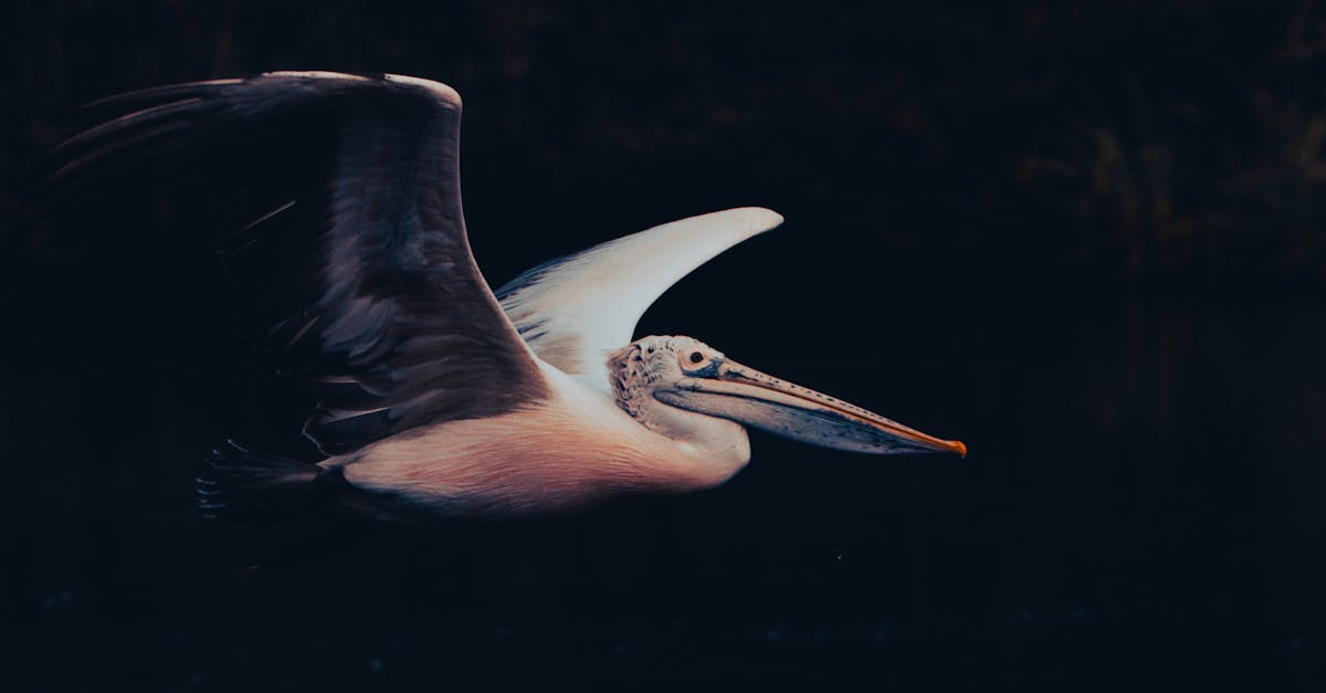 obtenez rapidement le remboursement de votre billet d'avion grâce à nos conseils et services efficaces. suivez facilement la procédure pour récupérer votre argent.