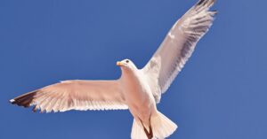 réservez votre vol pour le portugal et découvrez ses magnifiques plages, sa culture riche et sa cuisine savoureuse. offres spéciales et tarifs avantageux disponibles dès maintenant.