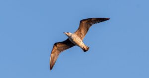 réservez votre vol pour la tunisie dès aujourd'hui et découvrez ses plages magnifiques, sa riche histoire et sa culture vibrante.