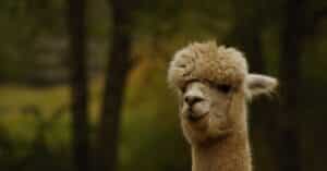 découvrez langley aviation, un leader innovant dans le secteur de l'aéronautique, offrant des solutions avancées pour l'aviation civile et militaire.