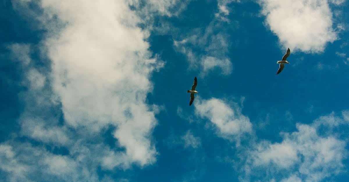 découvrez quoi faire si vous avez manqué votre vol : conseils pratiques, démarches à suivre et solutions pour reporter ou obtenir un remboursement de votre billet d'avion.