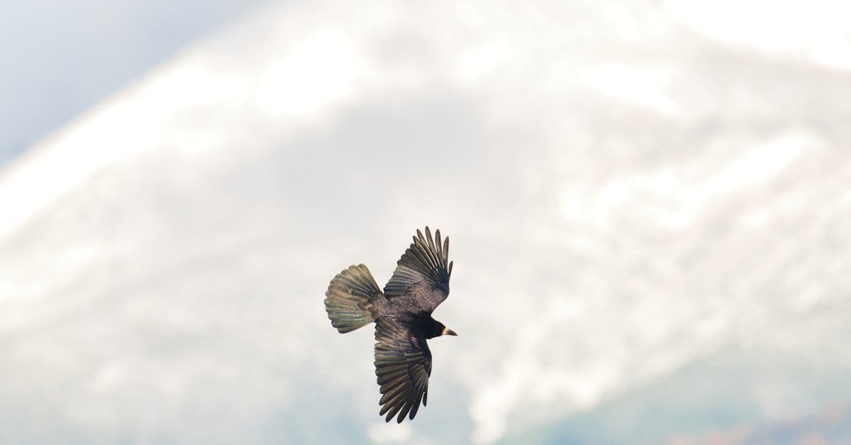 vous avez raté votre vol ? découvrez toutes les démarches à suivre, vos droits en cas de vol manqué et des conseils pratiques pour gérer efficacement la situation après avoir manqué un avion.