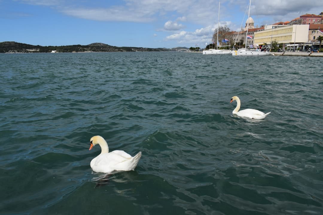 découvrez l'univers de riva : histoire, caractéristiques et nouveautés de la célèbre marque italienne de bateaux de luxe, synonyme d'élégance et de raffinement sur l'eau. infos, conseils et modèles emblématiques.