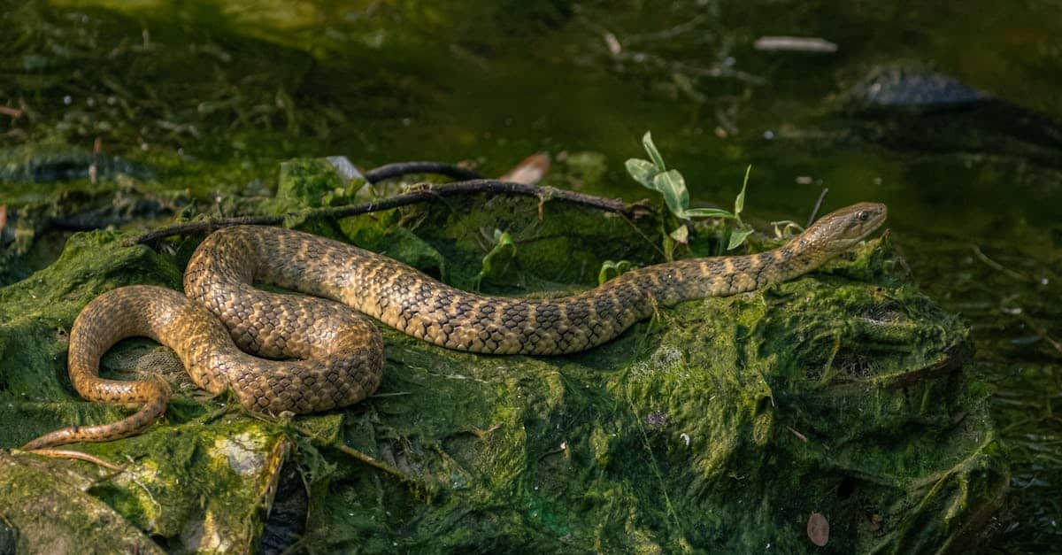 découvrez le film culte "snakes on a plane", où un convoi de serpents venimeux envahit un avion, semant panique et chaos à 10 000 mètres d'altitude.