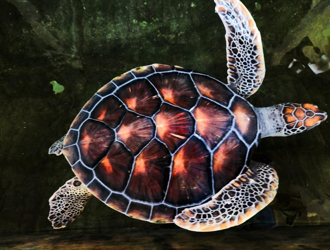 découvrez l'univers captivant des tortues ninja, où leonardo, michelangelo, donatello et raphael s'unissent pour combattre le mal. suivez leurs aventures pleines d'action, d'humour et d'amitié dans cette série emblématique qui enchante les fans de tous âges!