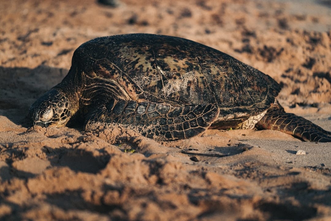 découvrez l'univers palpitant des tortues ninja, des héros emblématiques qui combattent le crime à travers new york. rejoignez leonardo, michelangelo, donatello et raphaël dans leurs aventures pleines d'action, d'humour et d'amitié, tout en affrontant des ennemis redoutables comme shredder et krang. plongez dans le monde captivant des teenage mutant ninja turtles !
